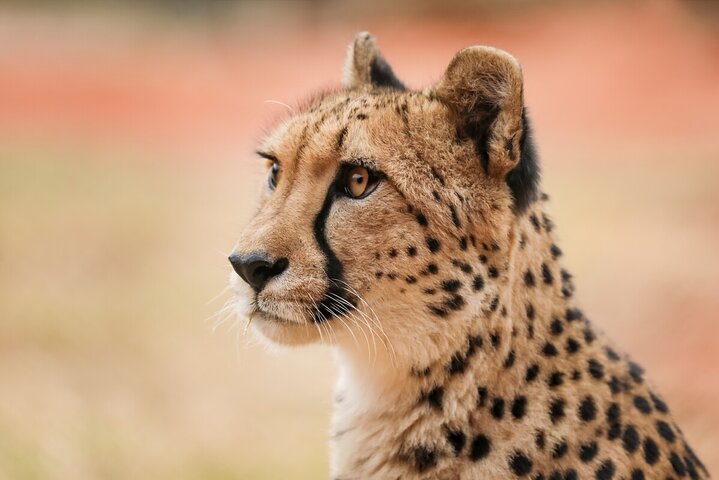 Cheetah Encounter at Werribee Open Range Zoo