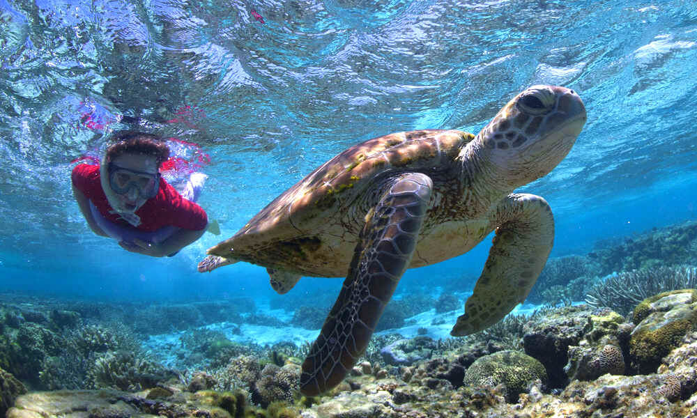 Lady Elliot Island Great Barrier Reef Day Tour from the Gold Coast