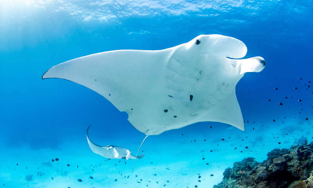 Lady Elliot Island Great Barrier Reef Day Tour from the Gold Coast