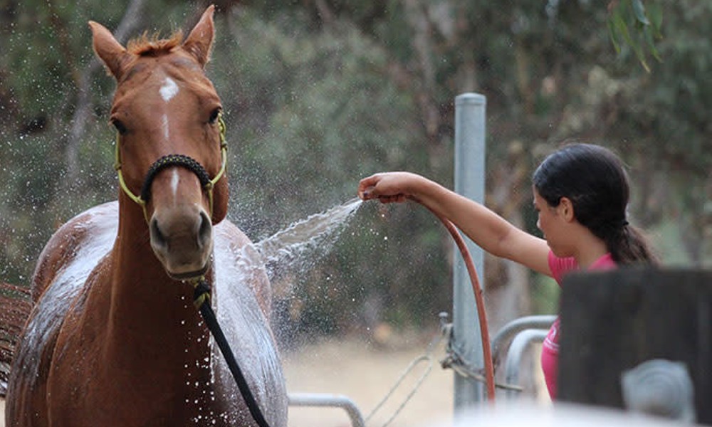 Weekend Adult Private Horse Riding Lesson – 60 Minutes