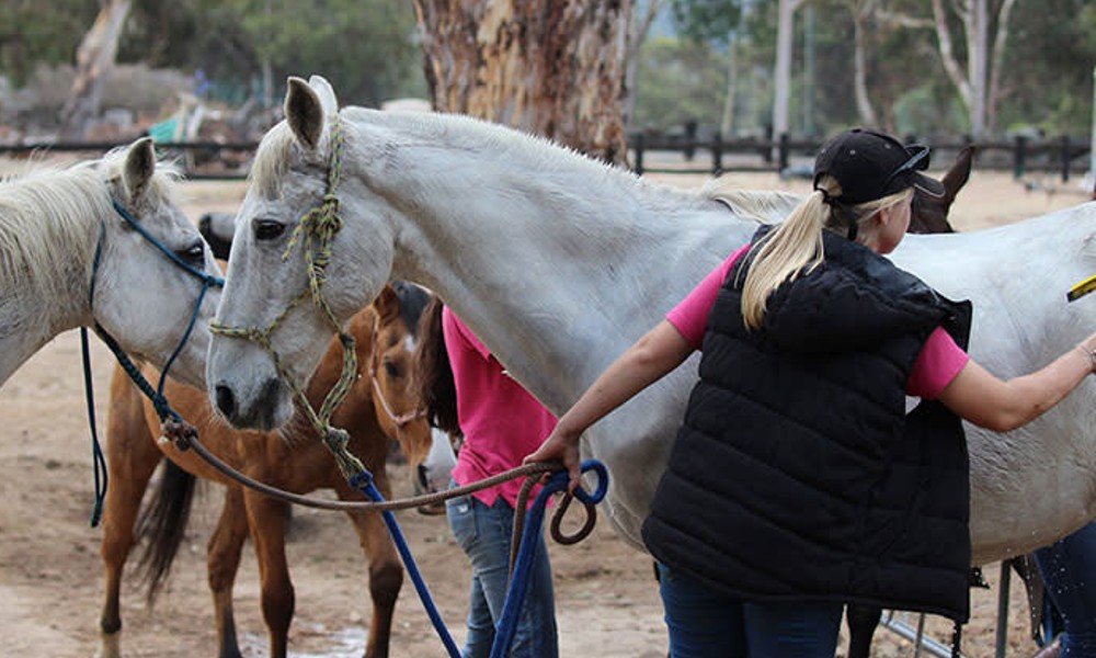 Weekend Adult Private Horse Riding Lesson - 60 Minutes