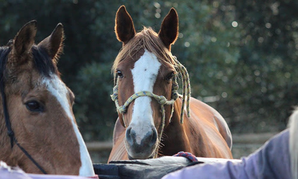 Weekend Adult Private Horse Riding Lesson - 60 Minutes