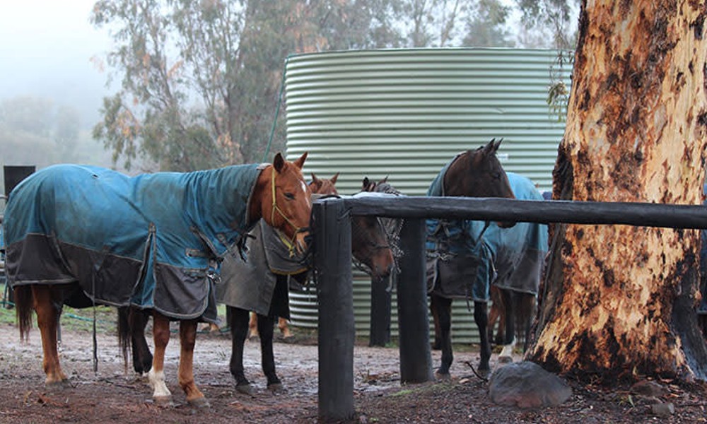 Weekend Adult Private Horse Riding Lesson - 60 Minutes