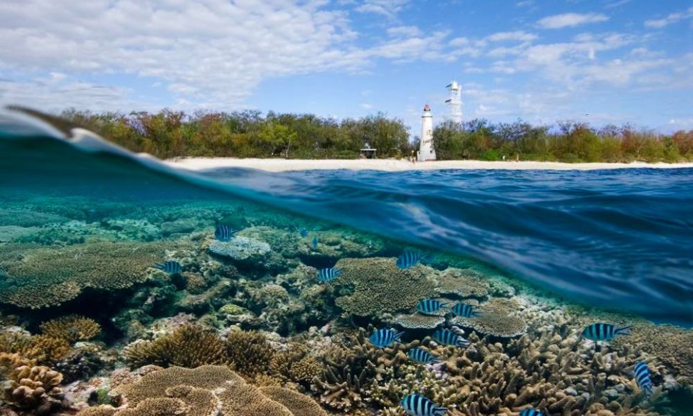 Lady Elliot Island Great Barrier Reef Day Tour from the Gold Coast