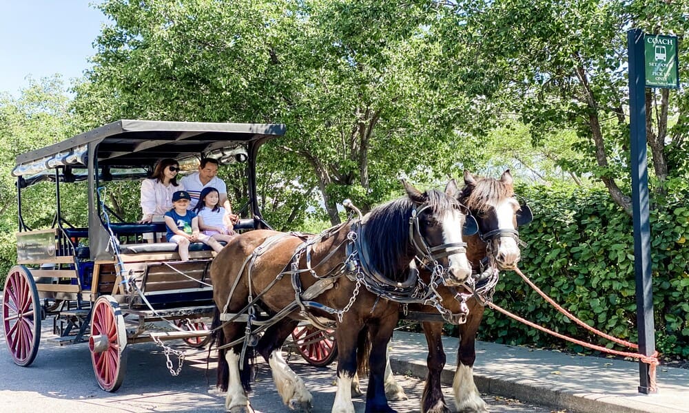 Hunter Valley Horse and Carriage Wine Tasting Tour