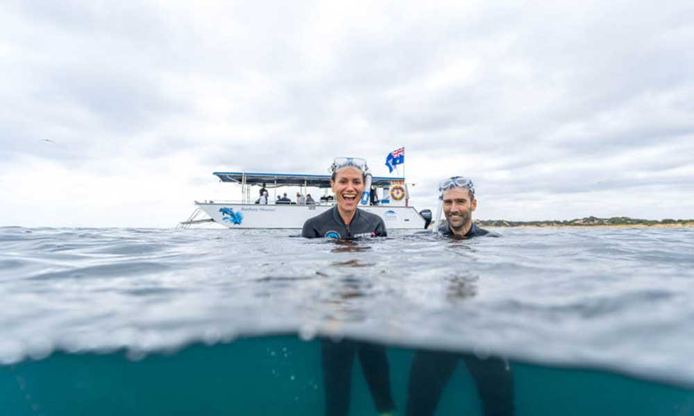 Swim with Wild Dolphins in Bunbury - Summer Season