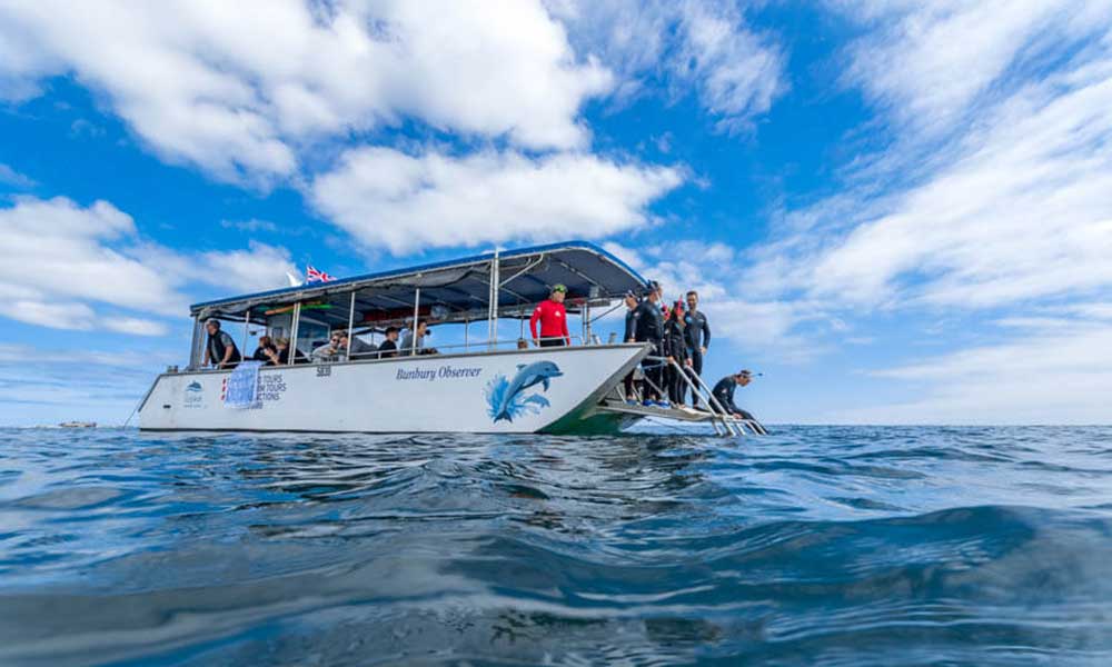 Swim with Wild Dolphins in Bunbury – Summer Season