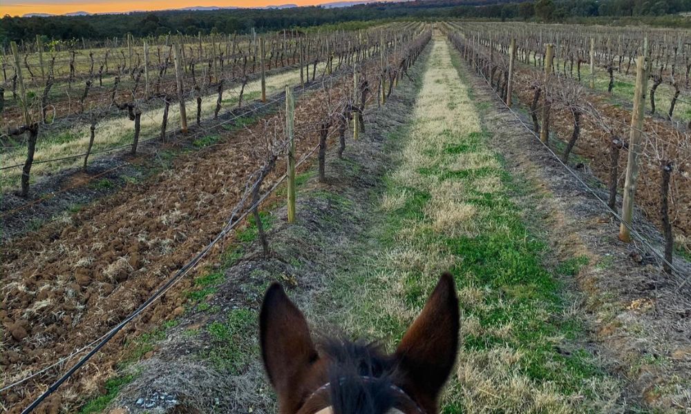 Hunter Valley Horse and Carriage Wine Tasting Tour