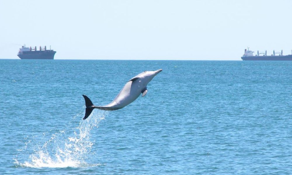 Dolphin Discovery Eco Cruise - 90 Minutes