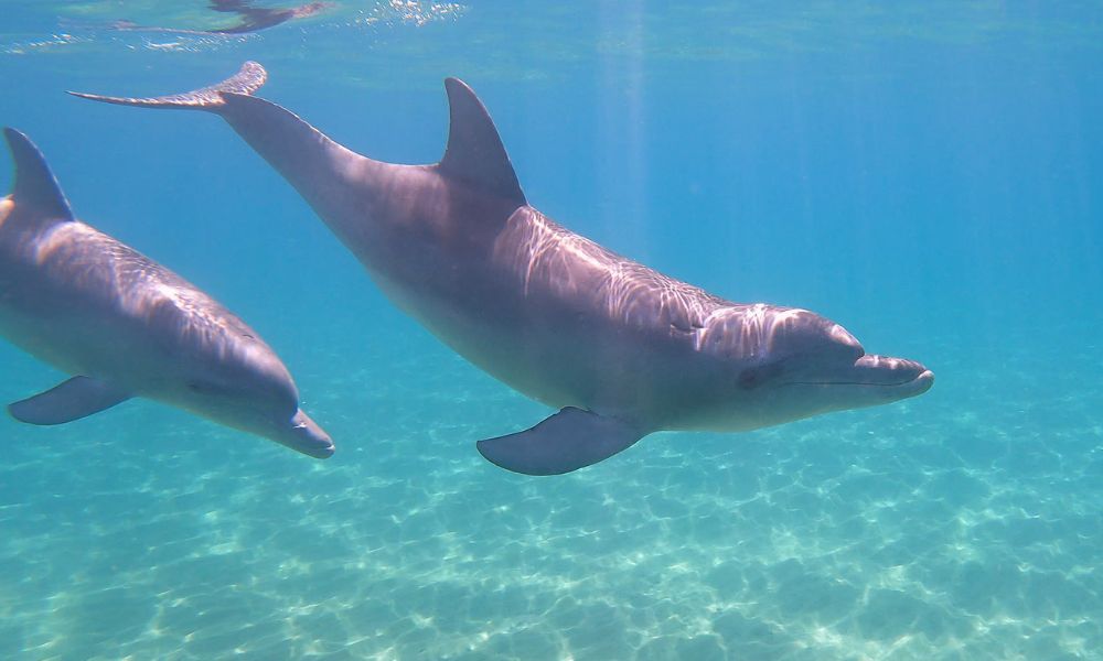 Swim with Wild Dolphins in Bunbury - Summer Season