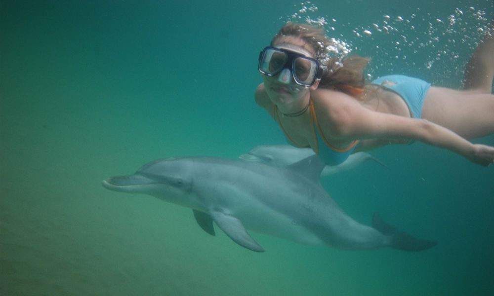 Swim with Wild Dolphins in Bunbury - Summer Season