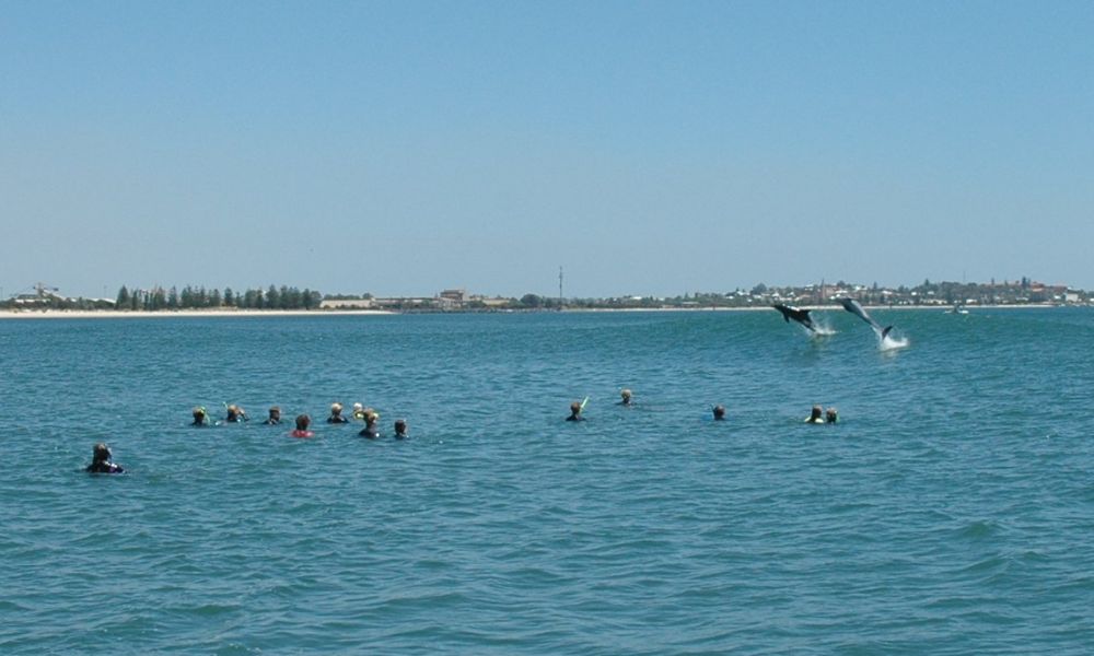 Swim with Wild Dolphins in Bunbury - Summer Season