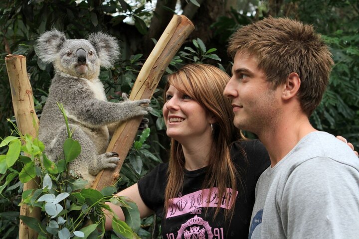 PRIVATE Featherdale Zoo Blue Mountains Scenic World in Luxury Car