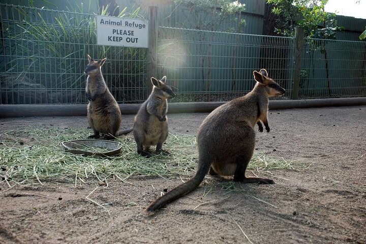 PRIVATE Featherdale Zoo Blue Mountains Scenic World in Luxury Car