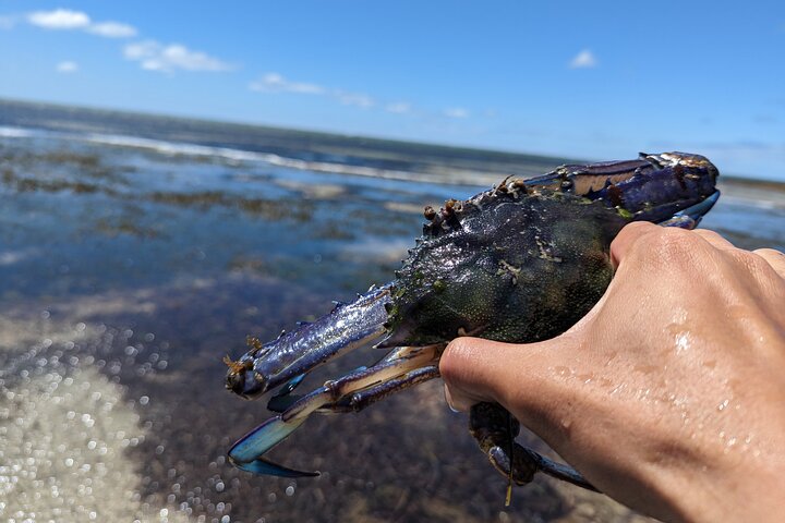 Blue Swimmer Crab Catch and Cook Activity