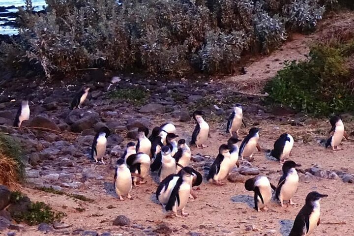 Phillip Island Penguins, Wine Tasting and Wildlife from Melbourne