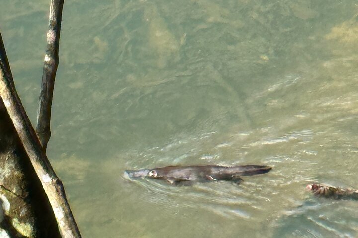 Eungella Platypus Tour