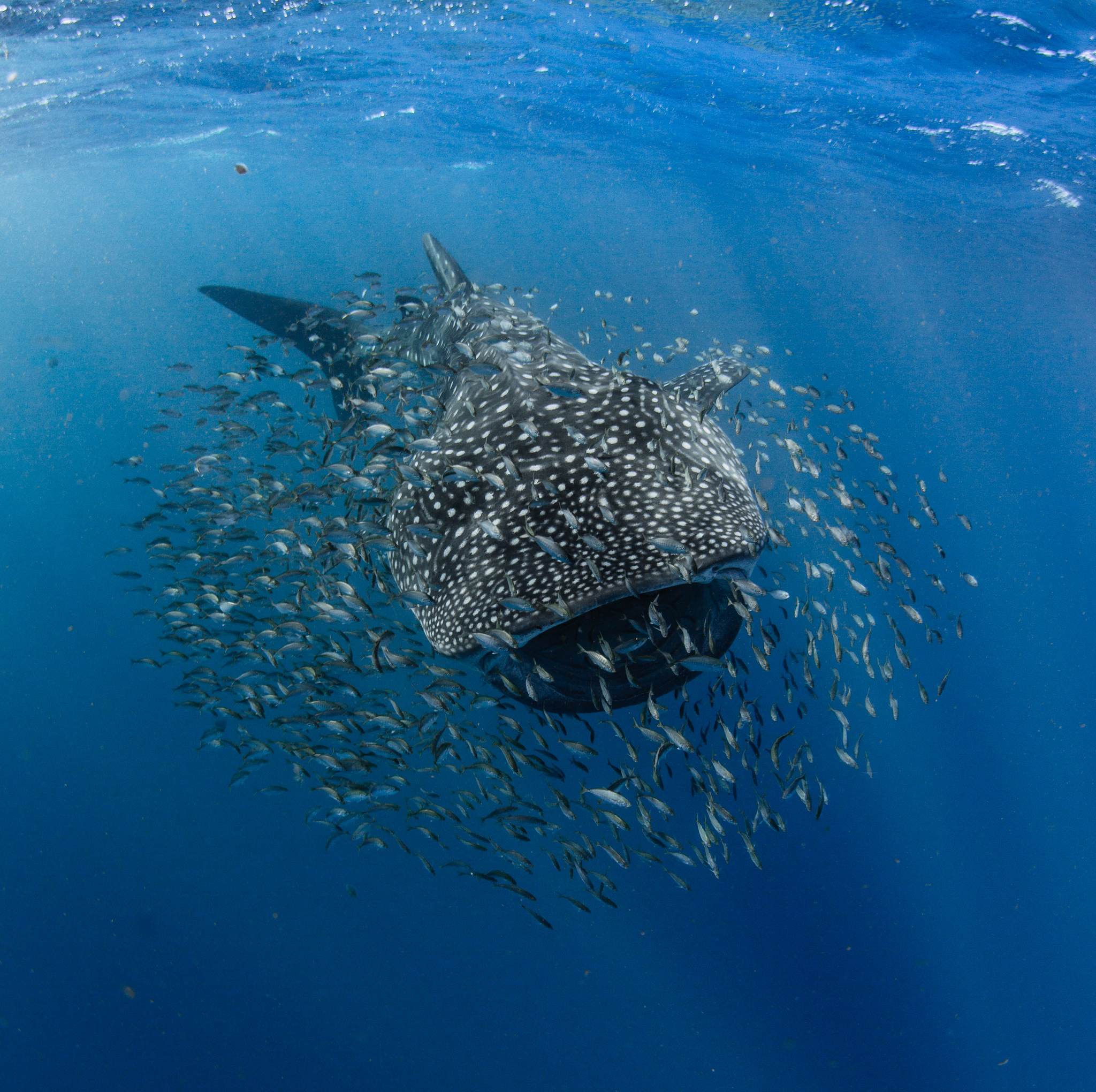Swimming with Whale Sharks  on the Ningaloo - Exmouth WA -  1st March to 31st August - 2023