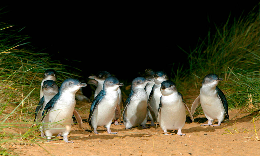 Phillip Island Penguins Day Tour