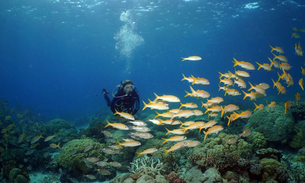 Great Barrier Reef Snorkel and Dive Cruise From Port Douglas