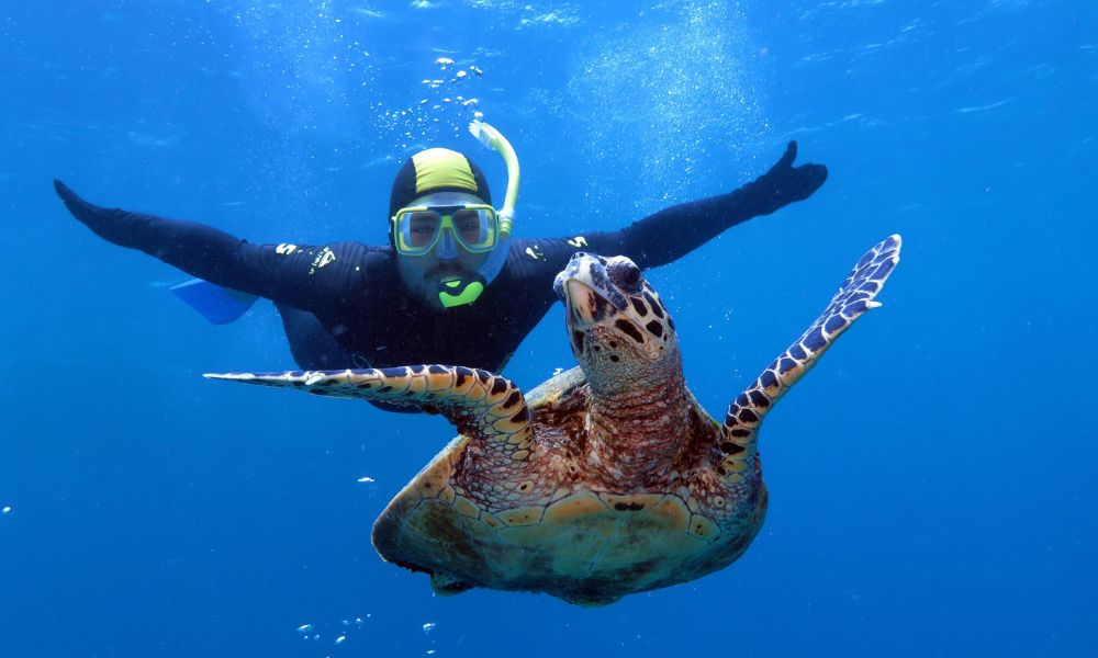 Great Barrier Reef Snorkel and Dive Cruise From Port Douglas