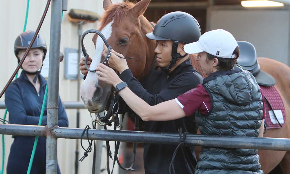 Immersive Learn to Horse Ride Adult 4-Week Course