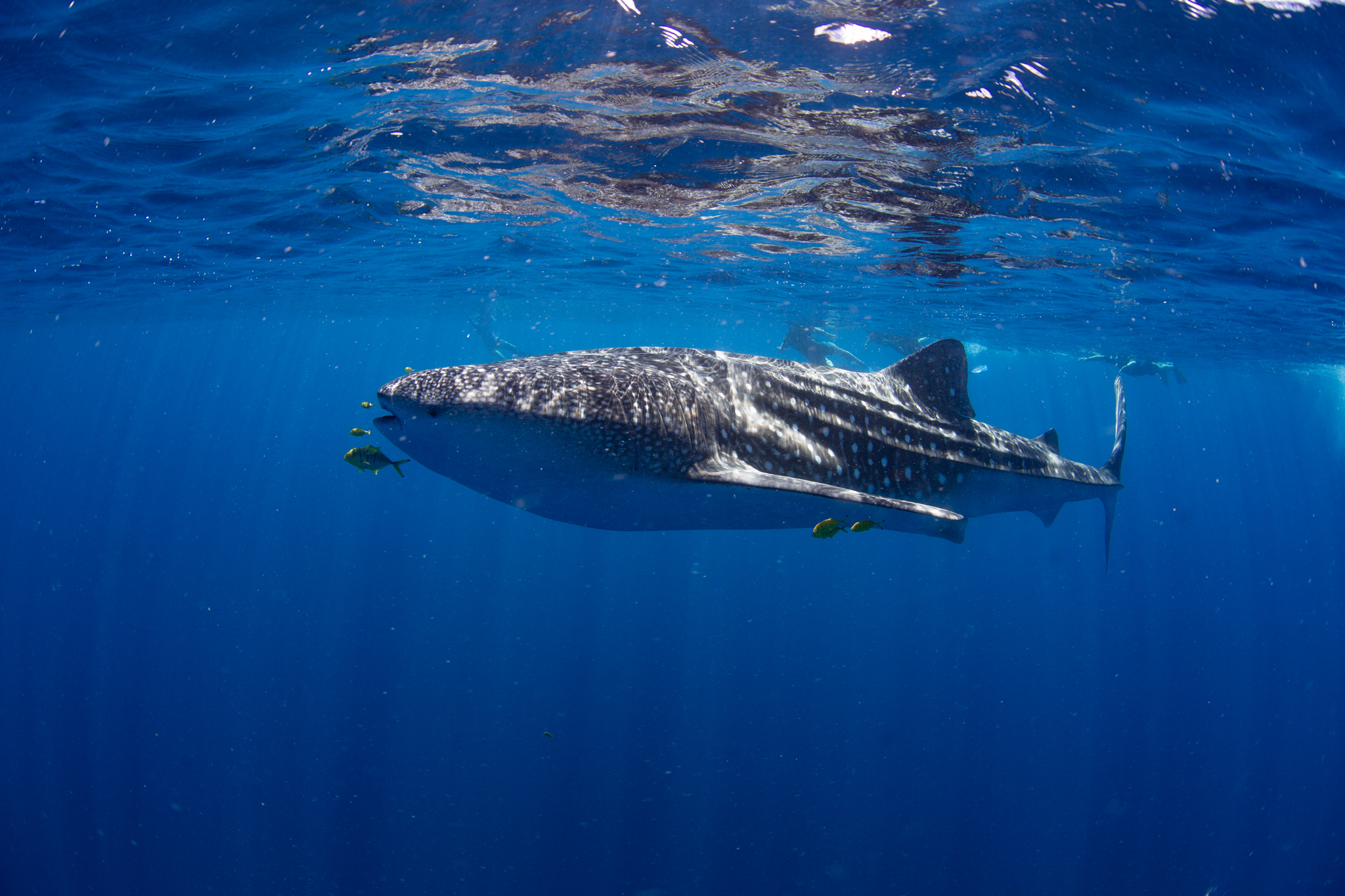 Swimming with Whale Sharks  on the Ningaloo - Exmouth WA -  1st March to 31st August - 2023