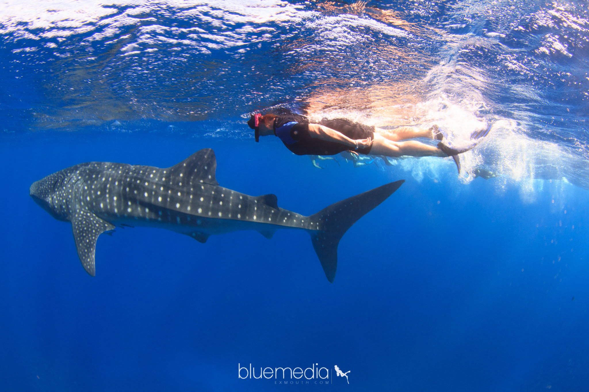 Viator Swimming with the Whale Sharks with Lunch - 2023 - FREE PHOTOS