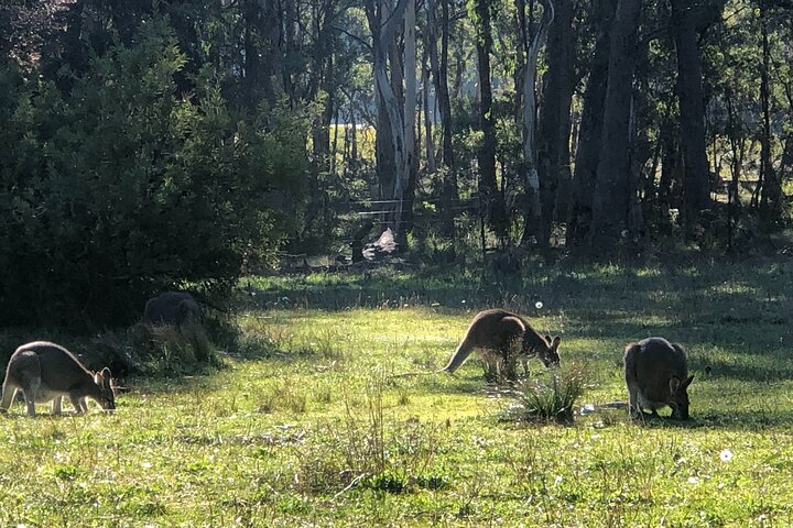 Blue Mountains Day, Sunset Tour & Glow Worms Night Adventure