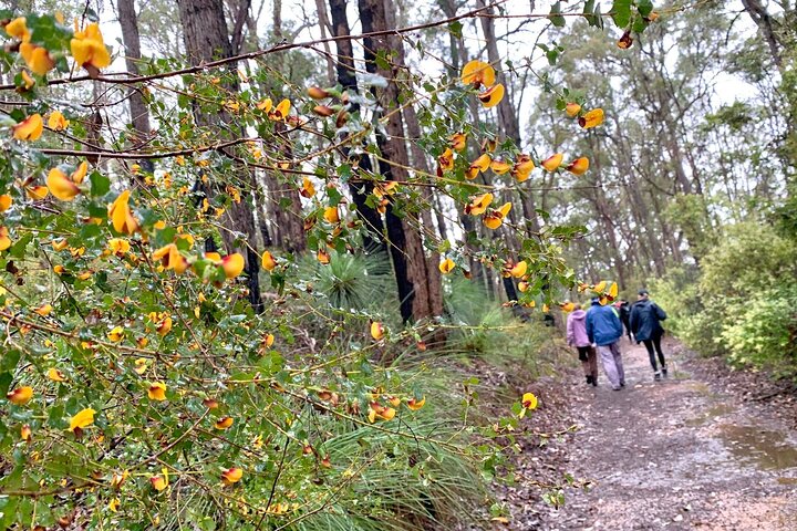 Dwellingup Treetops Adventure Hike