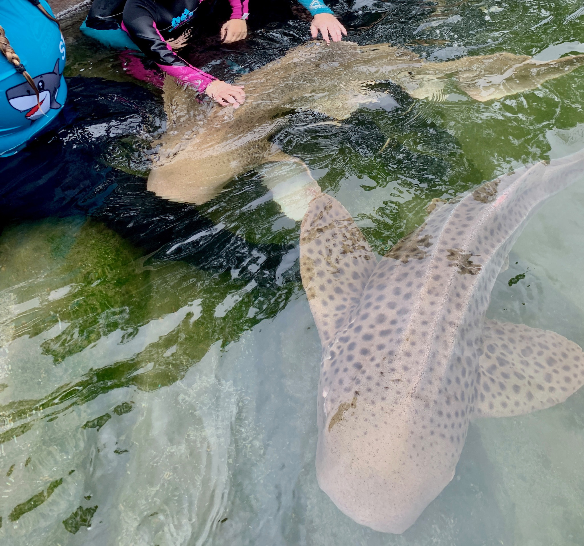 Zebra Shark Encounter $50 packaged with Entry Pass (all ages)  B2B Booking
