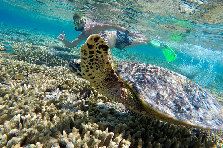 Day Tour to Lady Musgrave Island