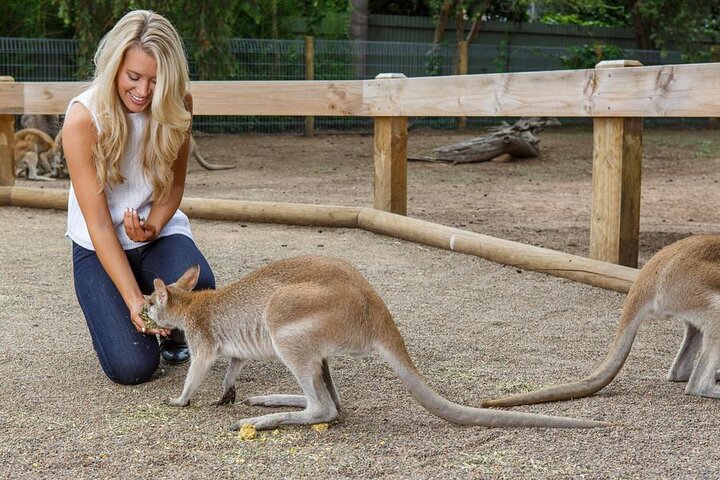 Full Day Tour Blue Mountains Kangaroos and Koalas from Sydney