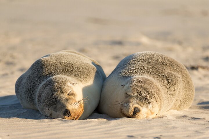3-Day Kangaroo Island Adventure Tour