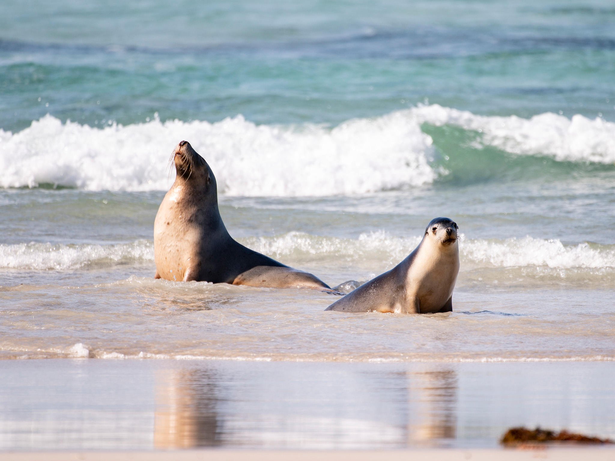 Private Coach - Kangaroo Island Wildlife Discovery 24- or 57-Seater