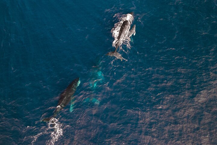 Escape to the Abrolhos Islands Full Day Tour