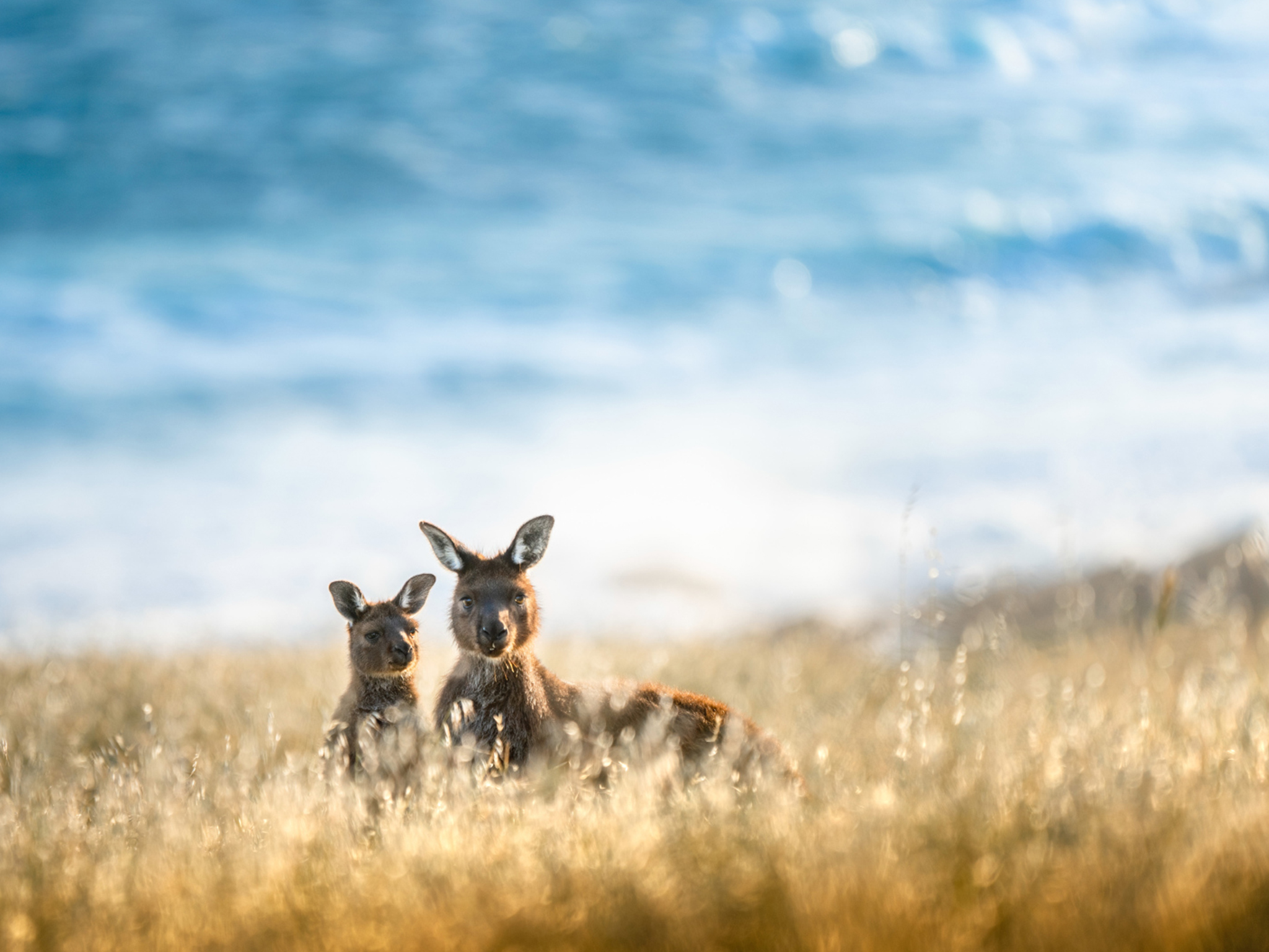 Private Coach - Lighthouse, Kangaroos and Views 24- or 57-seater