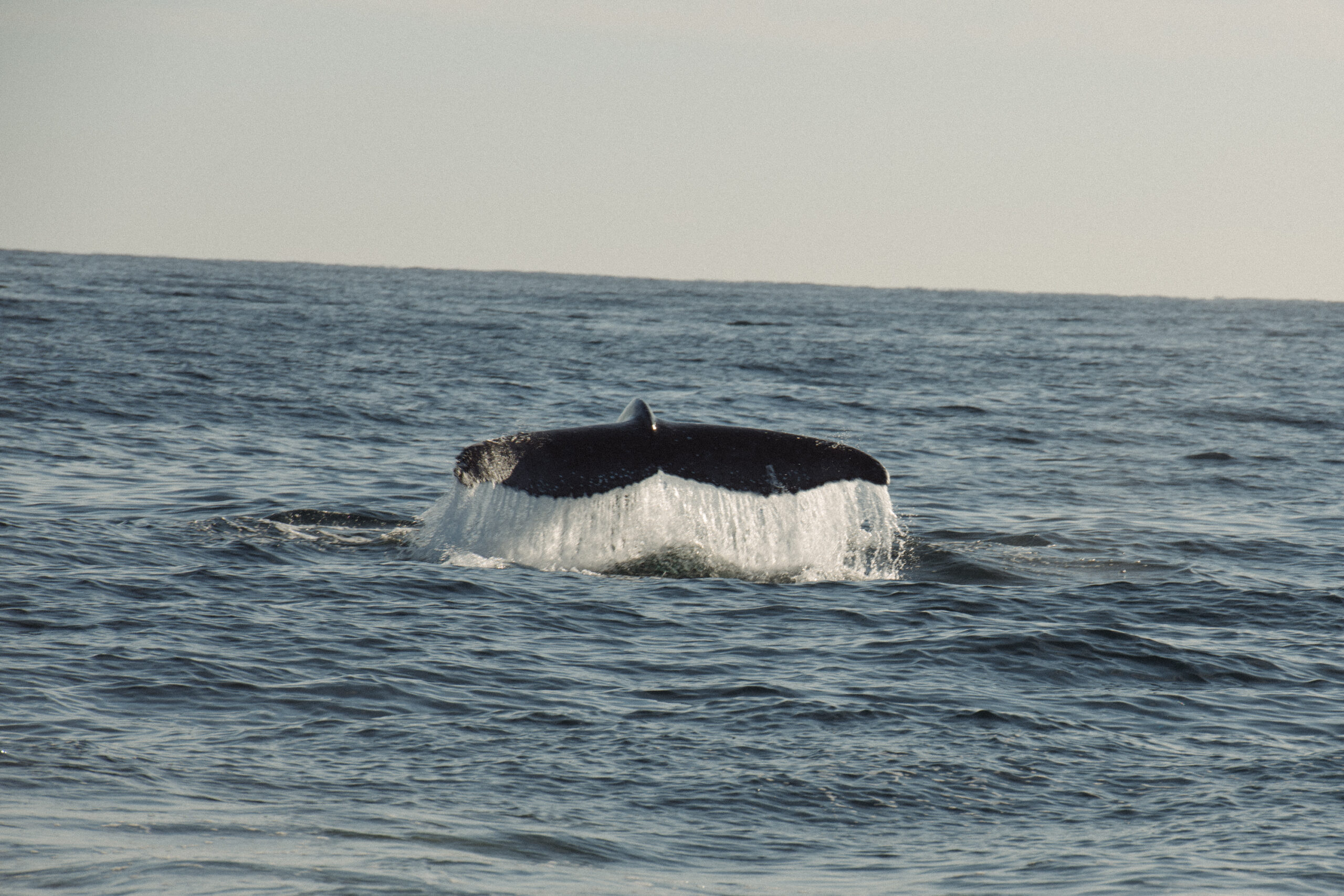 Safari-Style Whale Watching Gold Coast