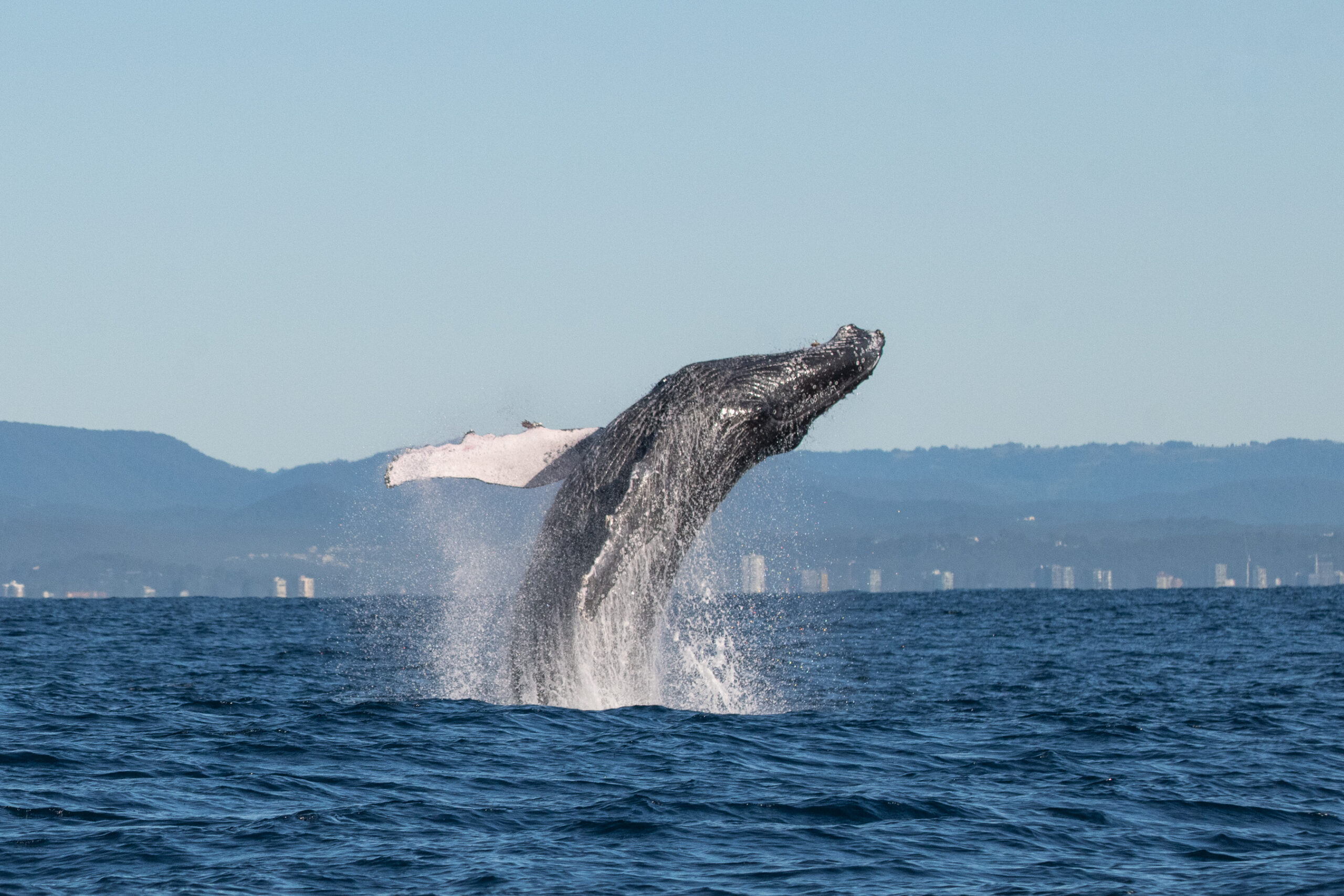 Safari-Style Whale Watching Gold Coast