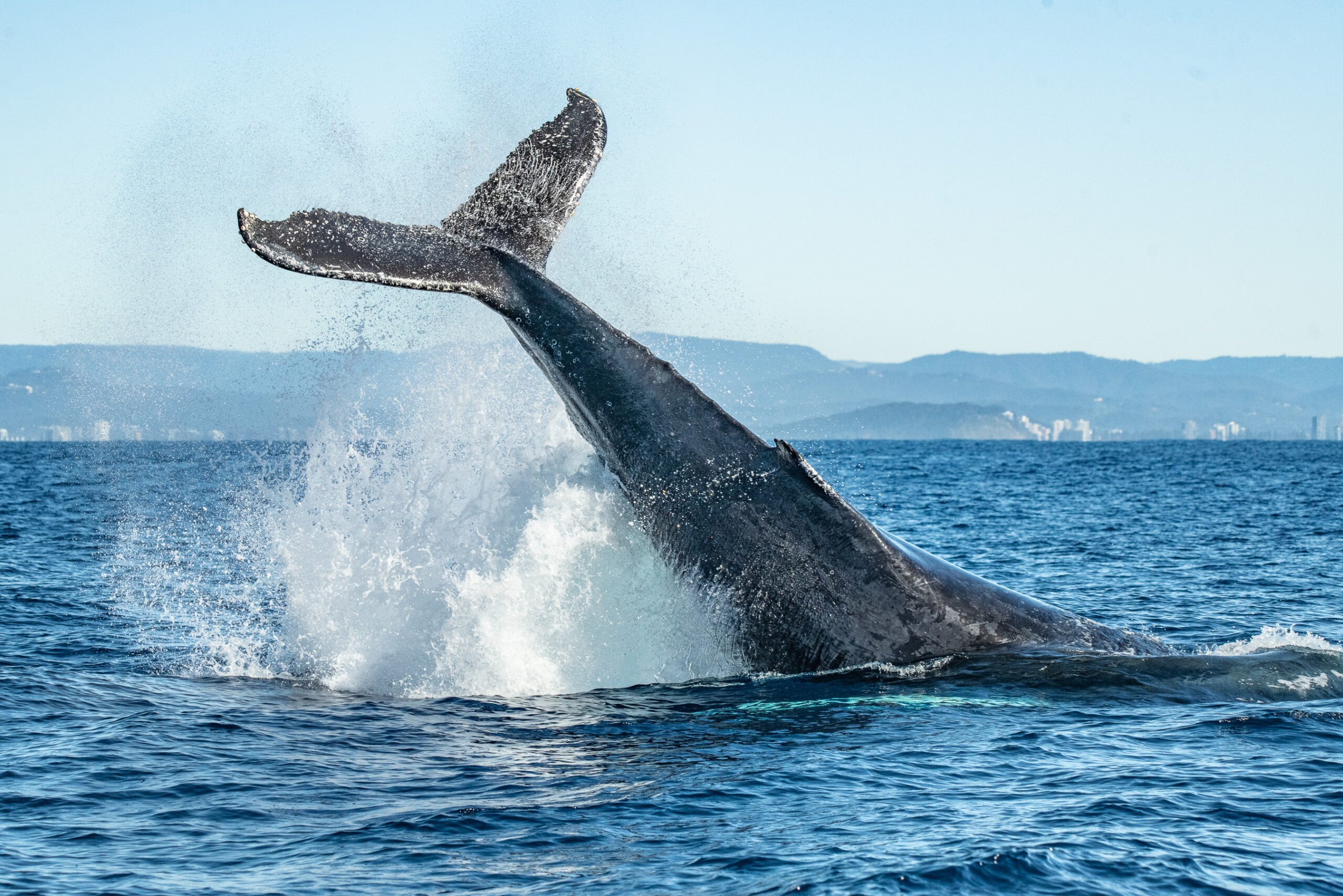 Safari-Style Whale Watching Gold Coast