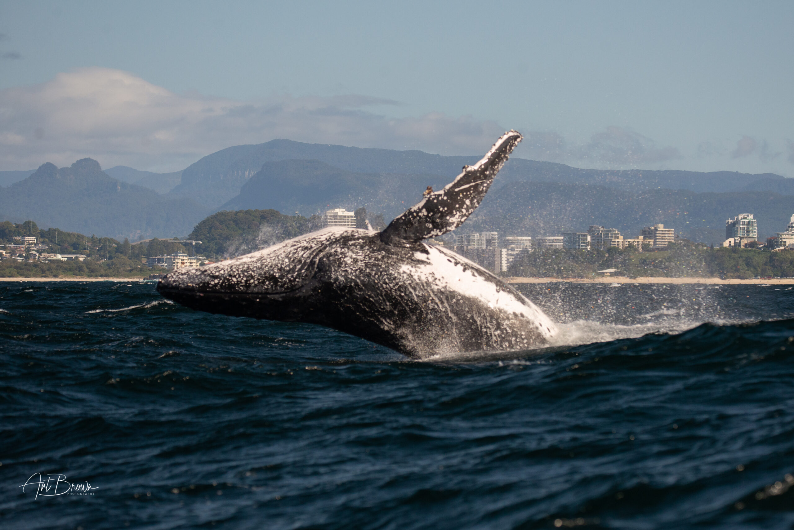Safari-Style Whale Watching Gold Coast
