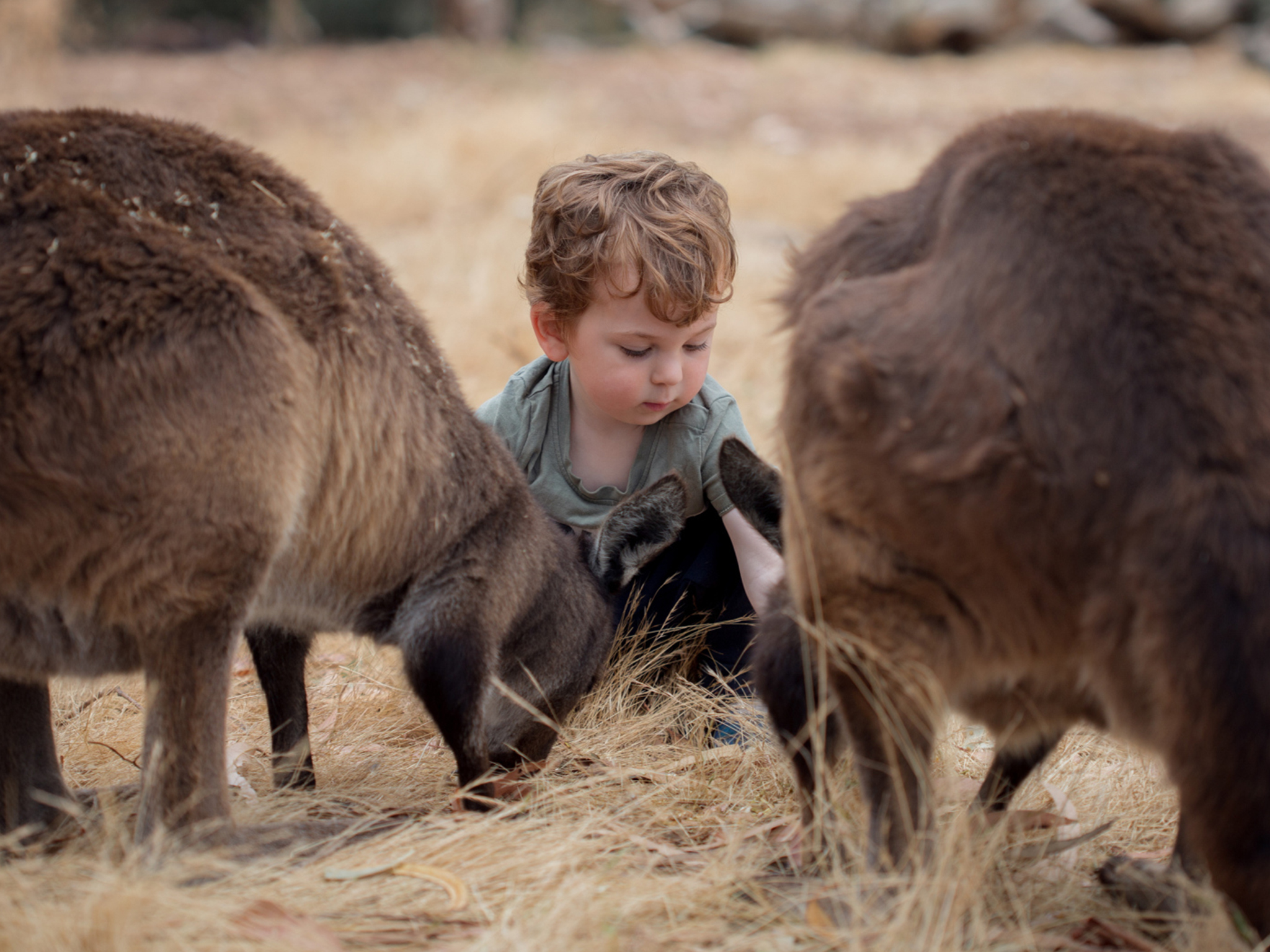 Private Coach - Kangaroo Island Wildlife Discovery 24- or 57-Seater