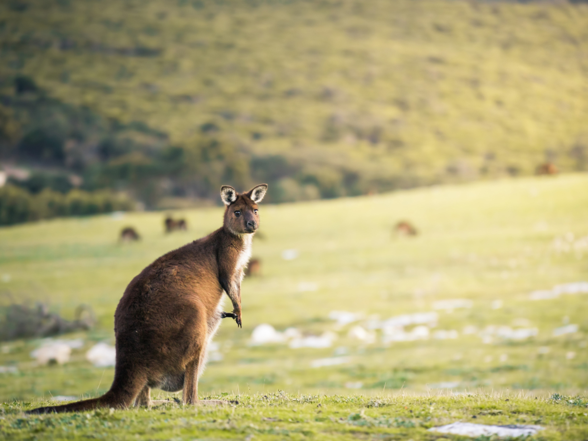 Private Coach - Lighthouse, Kangaroos and Views 24- or 57-seater