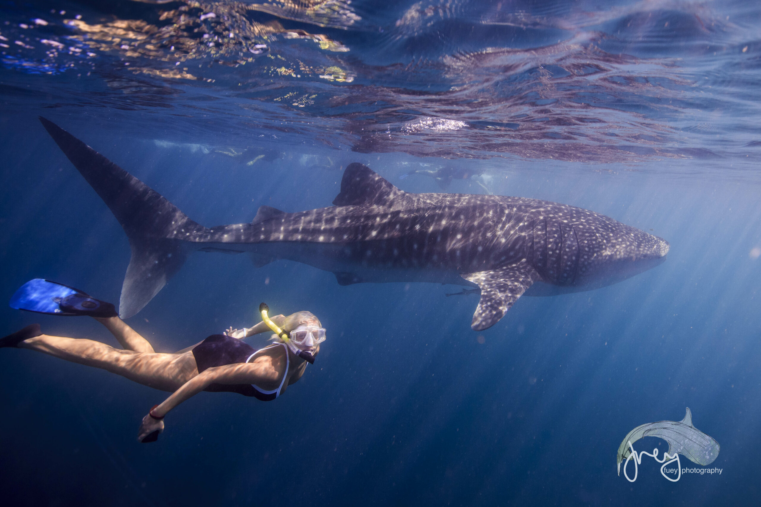 Viator Swimming with the Whale Sharks with Lunch - 2023 - FREE PHOTOS