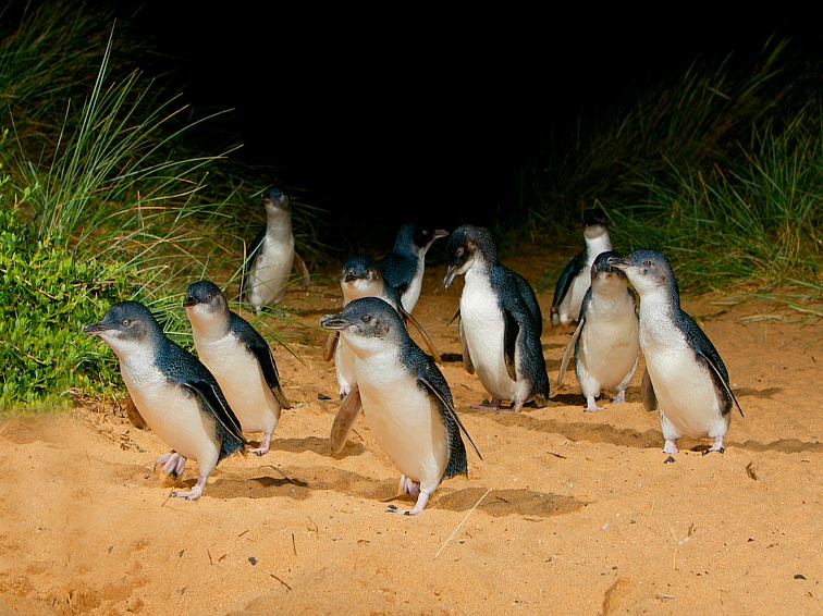Phillip Island Wine, Wildlife, & Penguins Tour from Melbourne