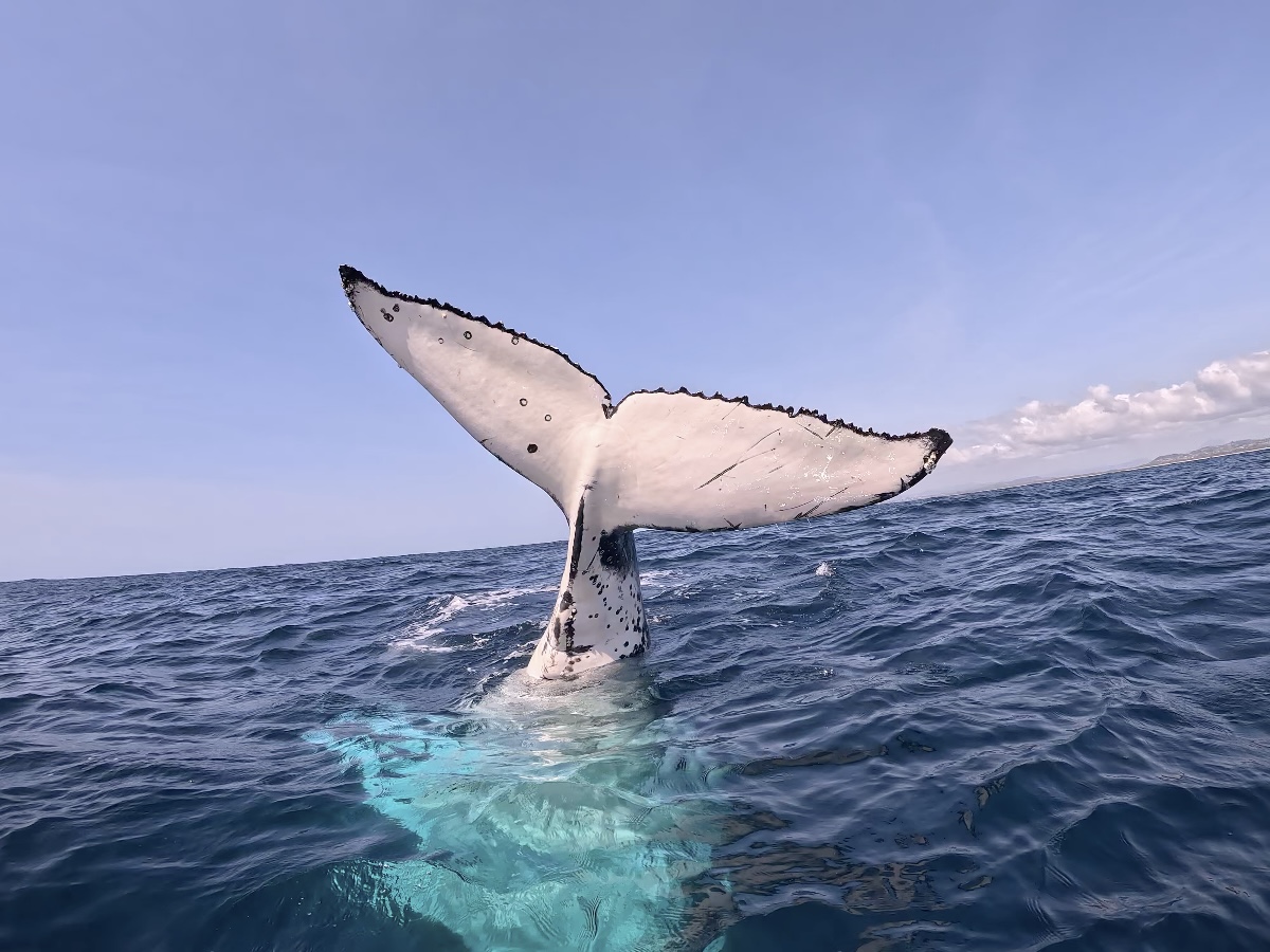 Safari-Style Whale Watching Gold Coast