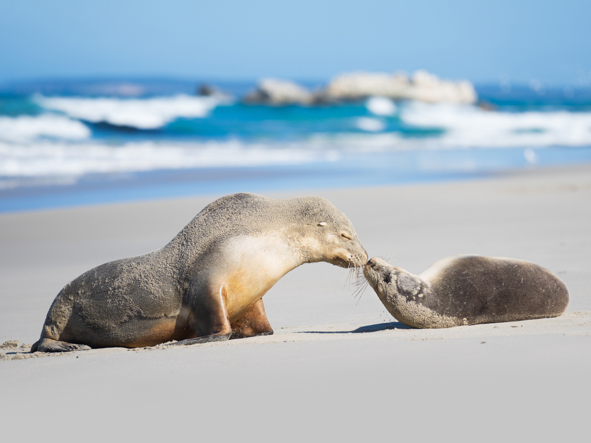 Kangaroo Island Seal Bay Beach Experience – Guided Coach Tour