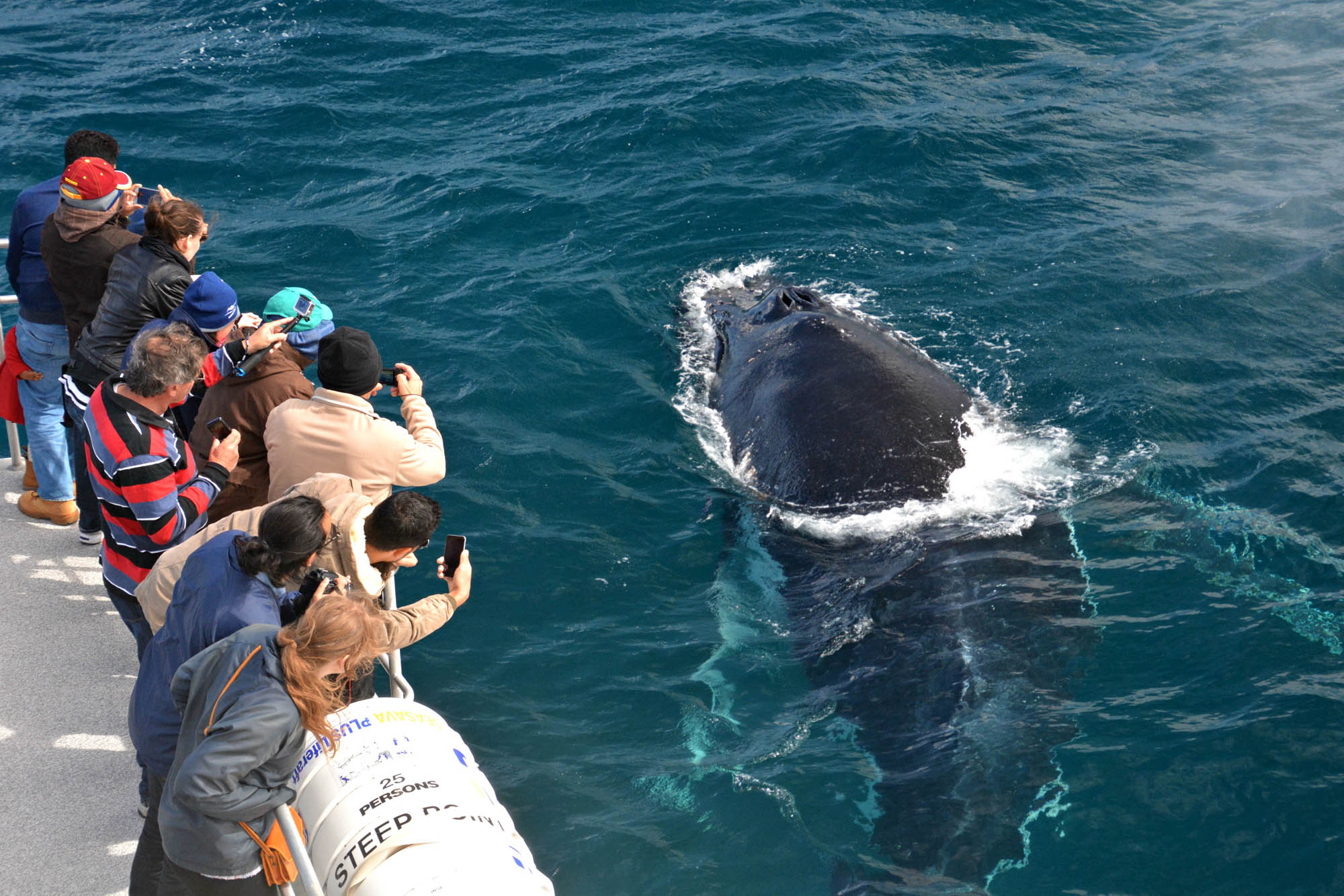 Whale Watch Western Australia & Harvest Tours Whale Wilderness Cruise Experience (Seasonal)