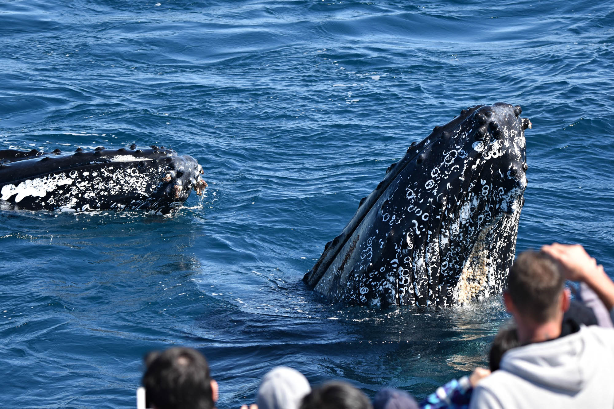 Whale Watch Western Australia & Harvest Tours Whale Wilderness Cruise Experience