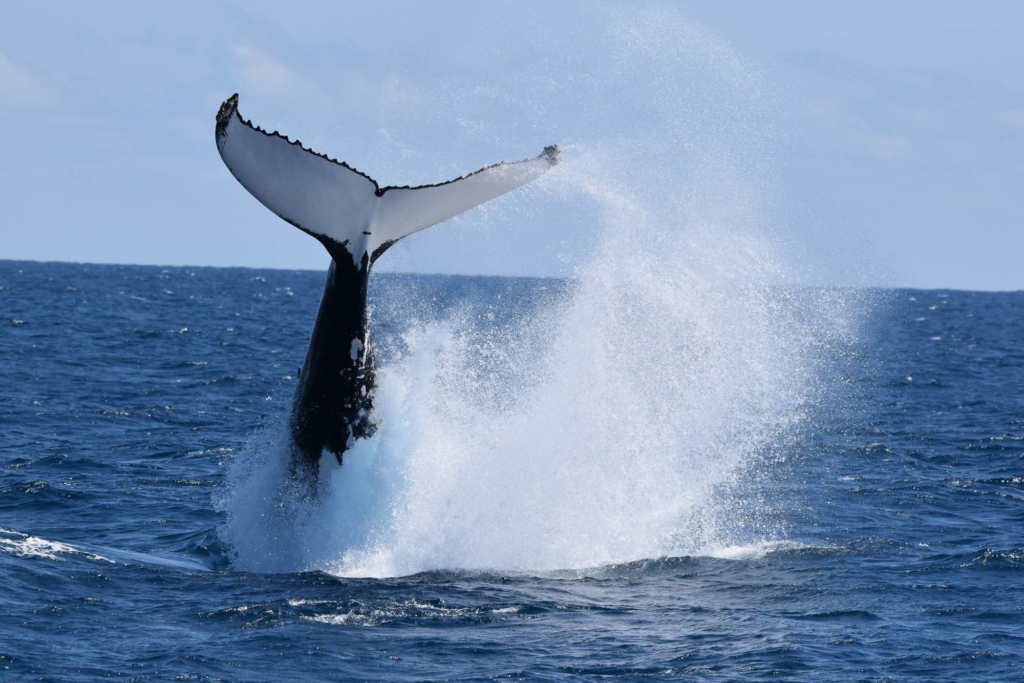 Whale Watch Western Australia & Harvest Tours Whale Wilderness Cruise Experience